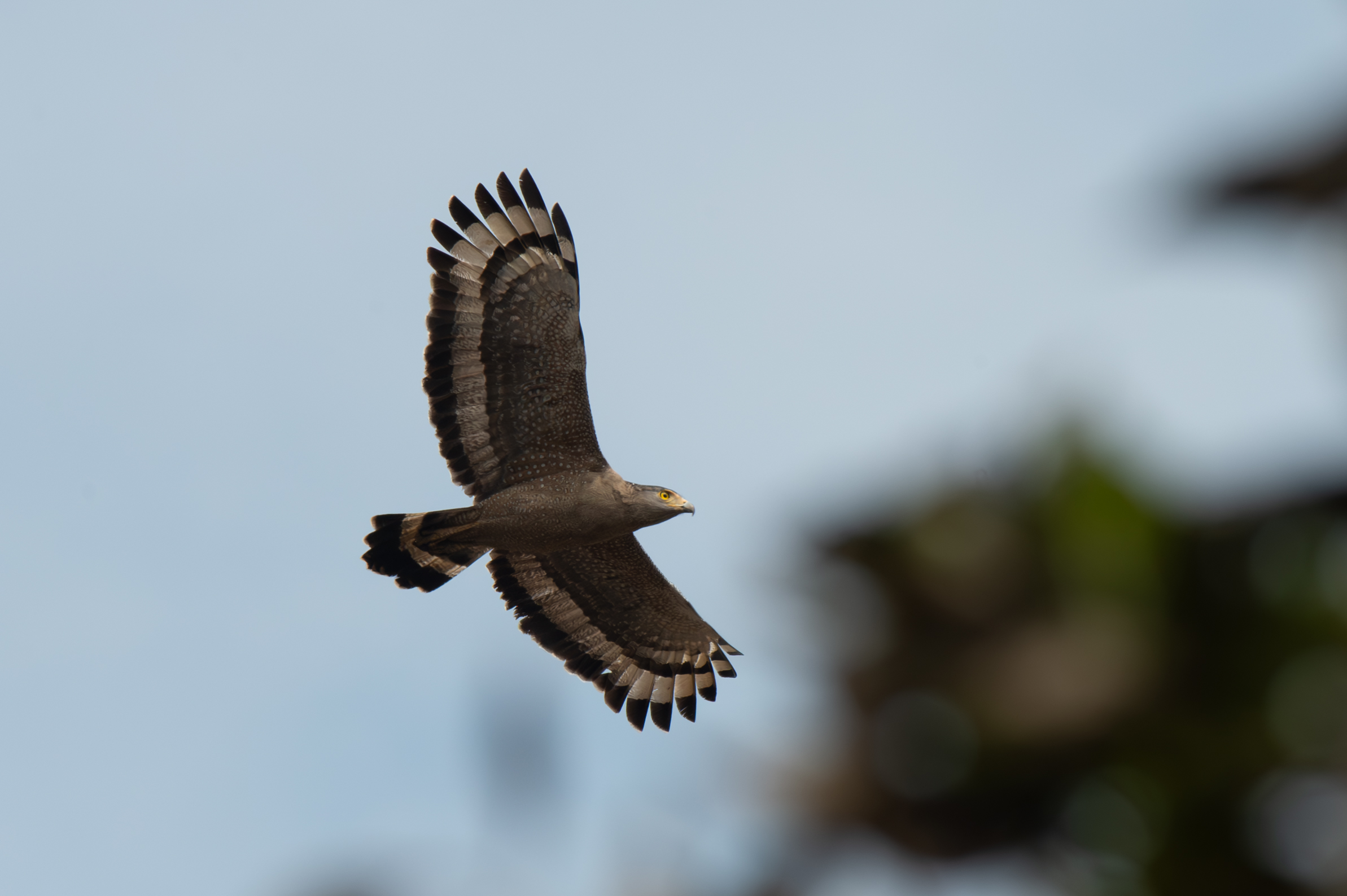 sa-mu-bac-huong-hoa-birding-site-wildtour-vietnam